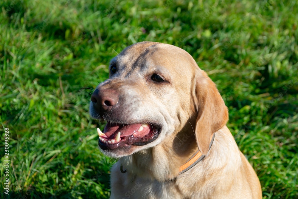 Sunstroke, health of pets in the summer. Labrador. Dogs play with his owner, harmonious relationship, сorrection of behavior, aggressive, bite and barking. How to protect your dog from overheating.