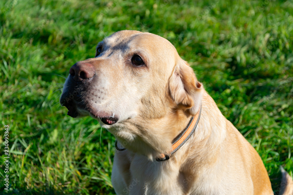 Sunstroke, health of pets in the summer. Labrador. Dogs play with his owner, harmonious relationship, сorrection of behavior, aggressive, bite and barking. How to protect your dog from overheating.