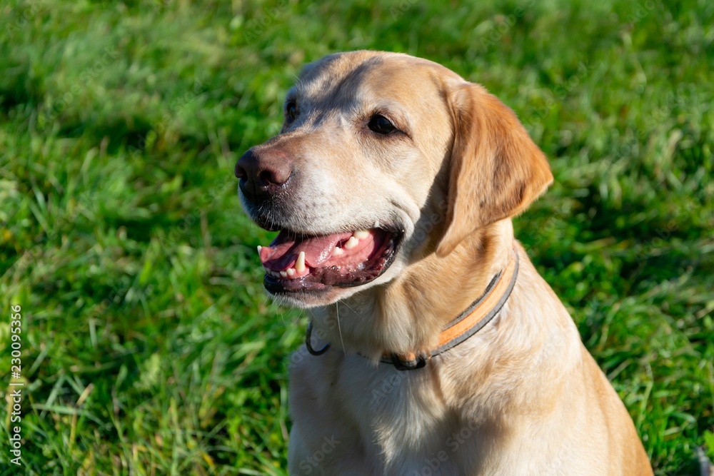 Sunstroke, health of pets in the summer. Labrador. Dogs play with his owner, harmonious relationship, сorrection of behavior, aggressive, bite and barking. How to protect your dog from overheating.