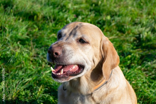 Sunstroke, health of pets in the summer. Labrador. Dogs play with his owner, harmonious relationship, сorrection of behavior, aggressive, bite and barking. How to protect your dog from overheating.