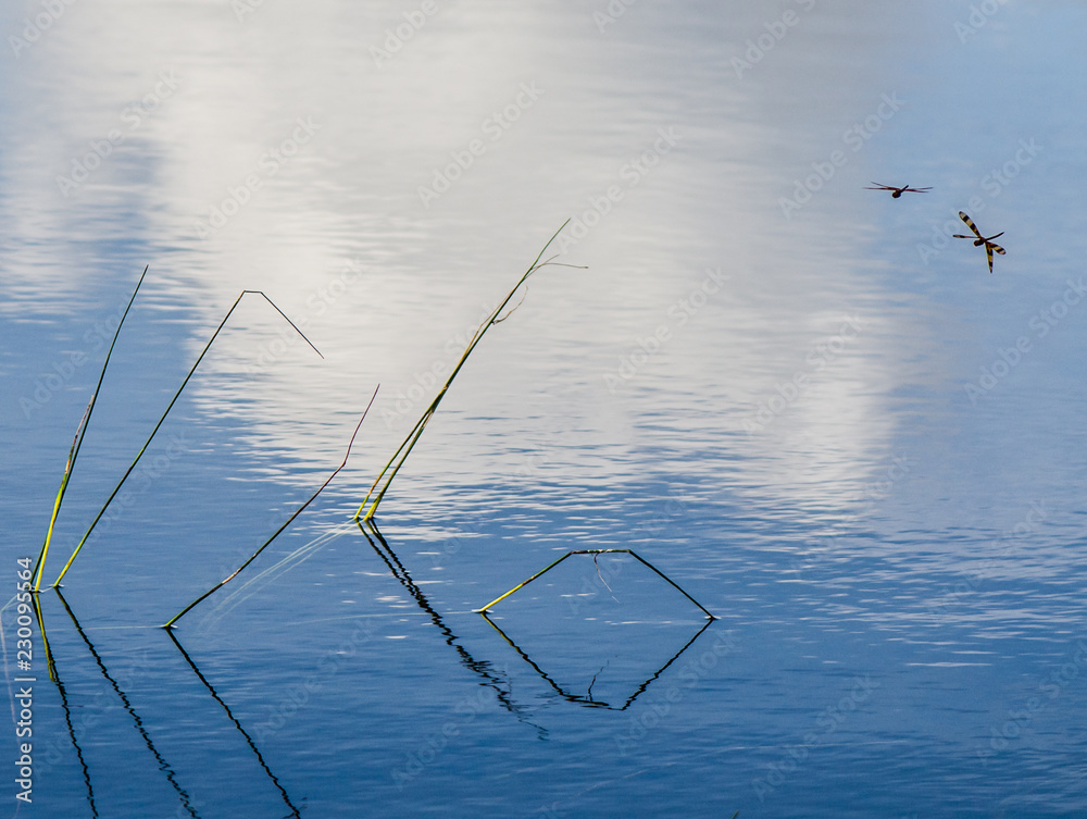 Fototapeta premium A Pair of Halloween Pennant Dragonflies