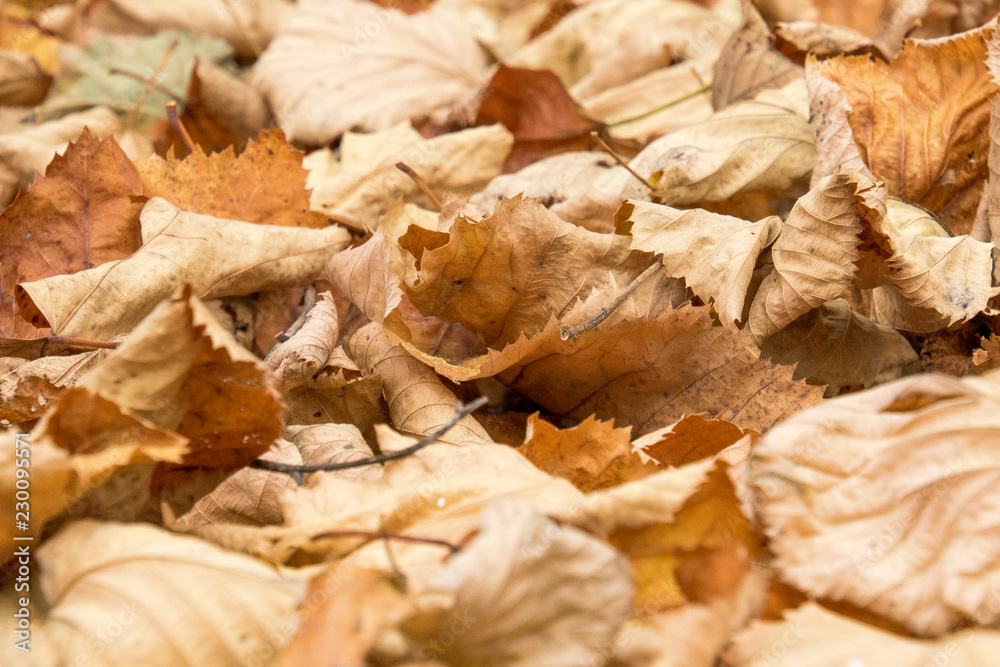 Foglie secche d'autunno Foglie secche d'autunno