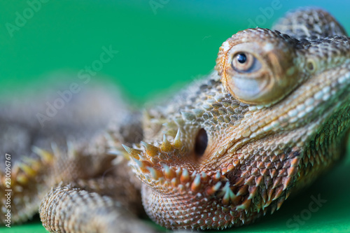 The large detailed macro portrait of a lizard the Bearded agama