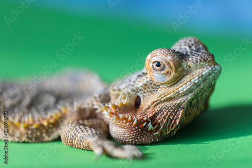 The large detailed macro portrait of a lizard the Bearded agama