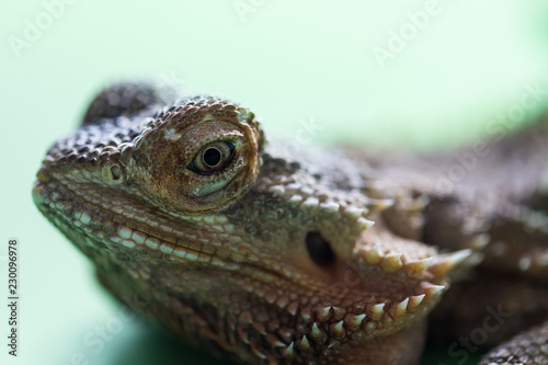 The large detailed macro portrait of a lizard the Bearded agama