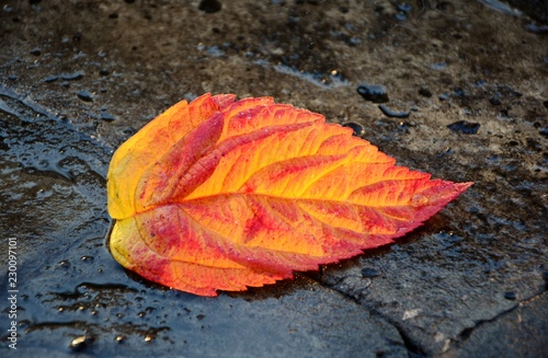 Autumn colored leaf on a wet road after a rain close-up.