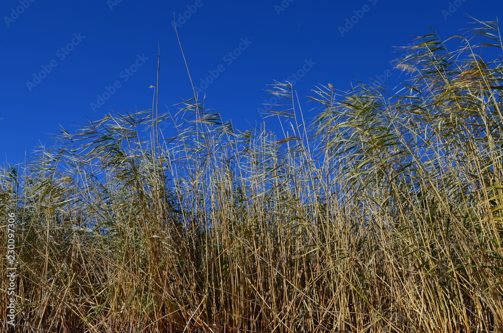 Fototapeta premium камыш