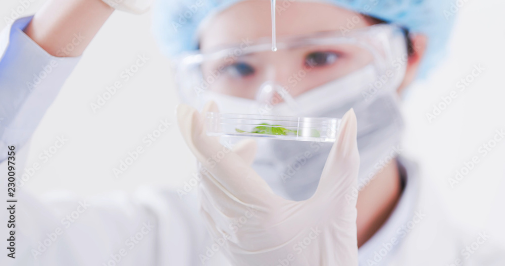 woman scientist take petri dish woman scientist take petri dish
