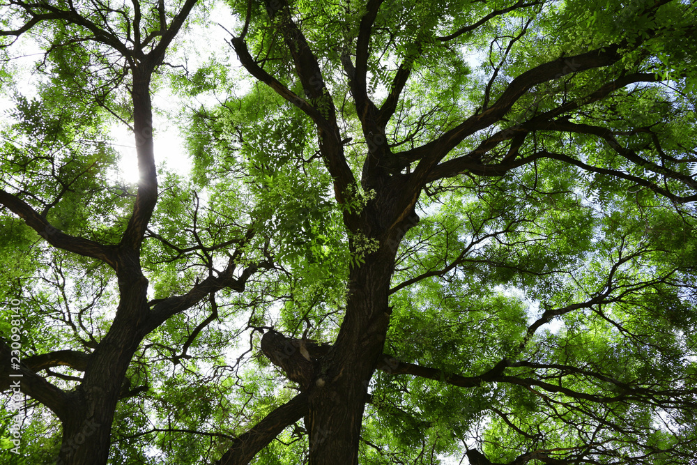Branches and trunks of trees in spring. Spring landscape. Branches and trunks of trees in spring. Spring landscape.
