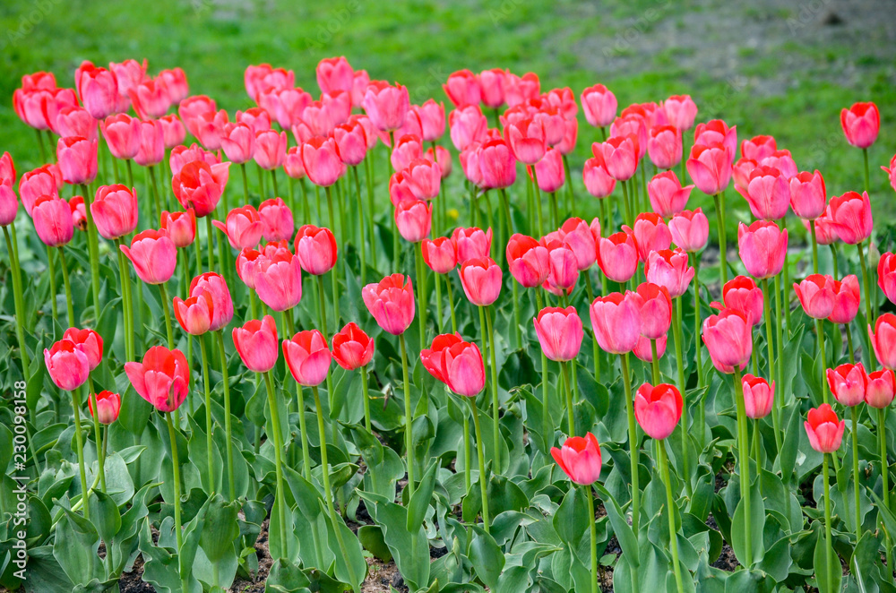 flower bed with tulips