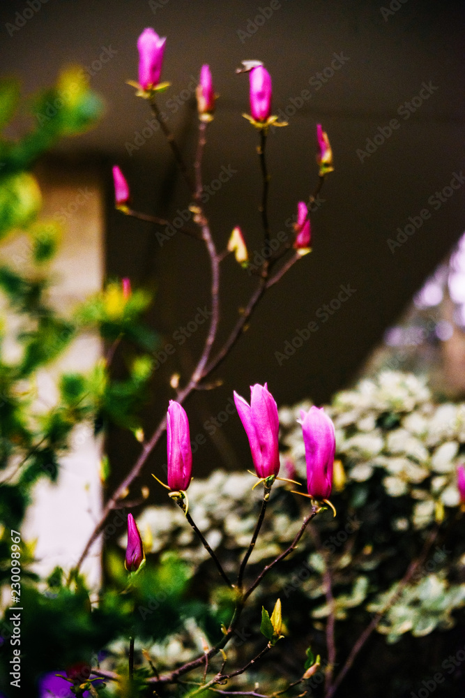 Obraz premium Magnolia Sulange blooming on background of green park bokeh. Spring blossom concept