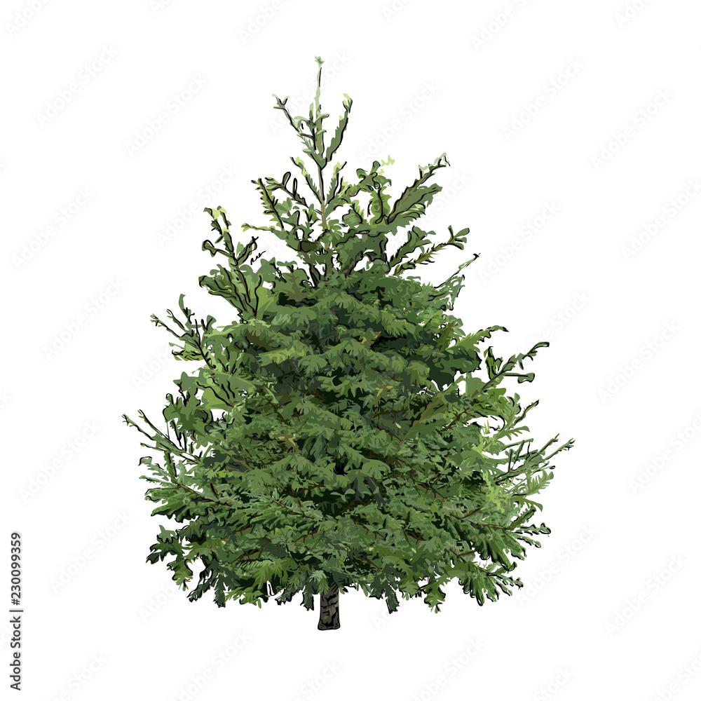 Fototapeta premium Fir-tree with green needles