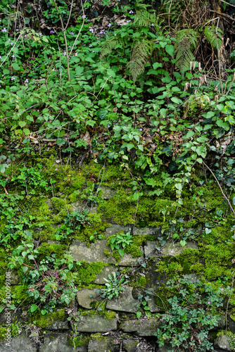 Grunge texture background  old stone wall overgrown with green moss.