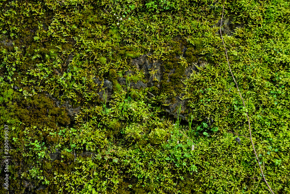 Fototapeta premium Grunge texture background: old stone wall overgrown with green moss.