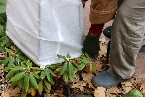 Woman gardener's hands covering of a cultivar yak Rhododendron (Rhododendron yakushimanum 'Fantastica') with a spunbond cover from frost in the autumn garden