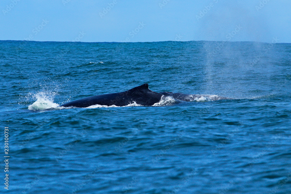 Large humpback whale blowing water as it surfaces