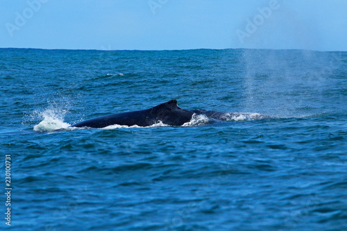 Large humpback whale blowing water as it surfaces