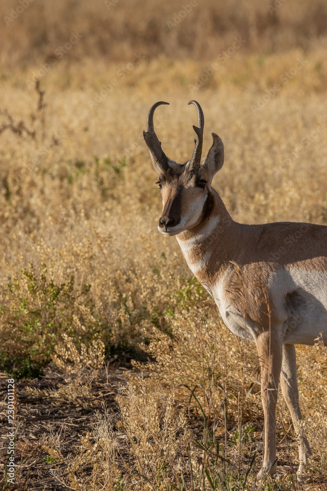 Obraz premium Pronghorn Antelope Buck