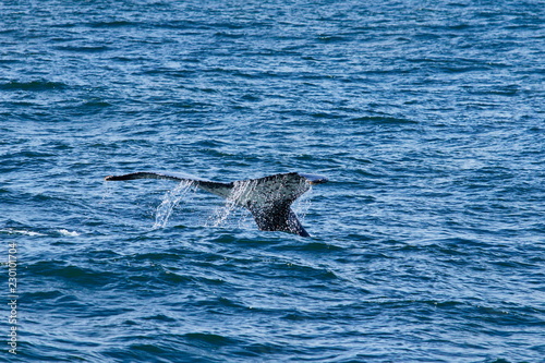 Young humpback whale diving and showing its tail fin