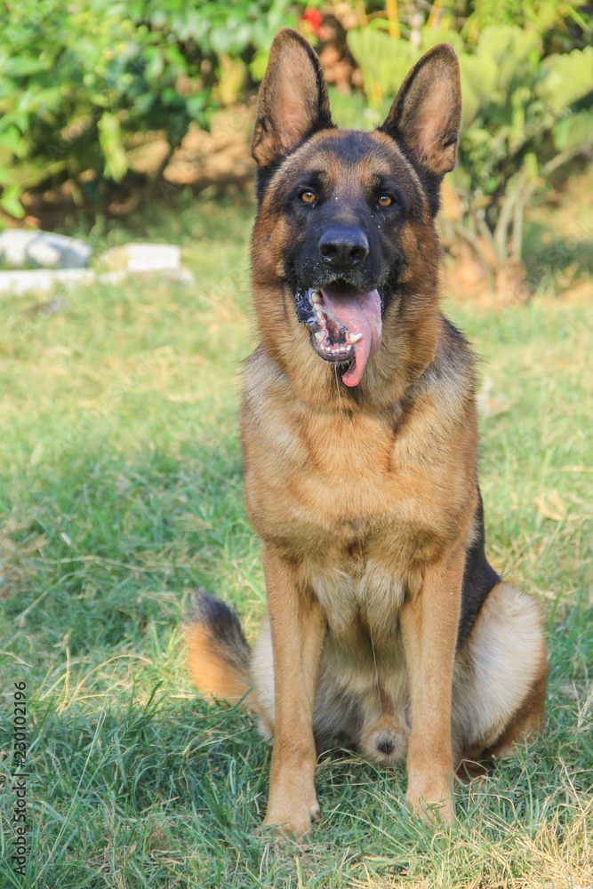 German Shepherd