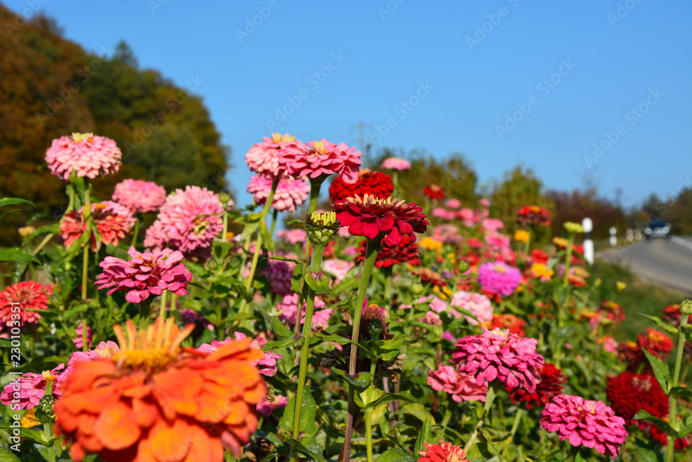 Obraz premium colorful flowers close up
