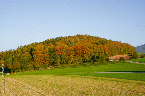 landscape fam in autumn in front of a forest