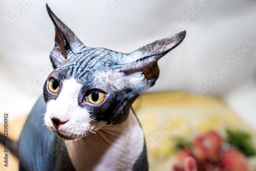 Fototapeta Naklejka Na Ścianę i Meble -  Portrait of a sphinx breed cat. Closeup. Angry look