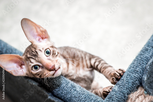 Cuadro en lienzo Portrait of a Cornish Rex breed cat