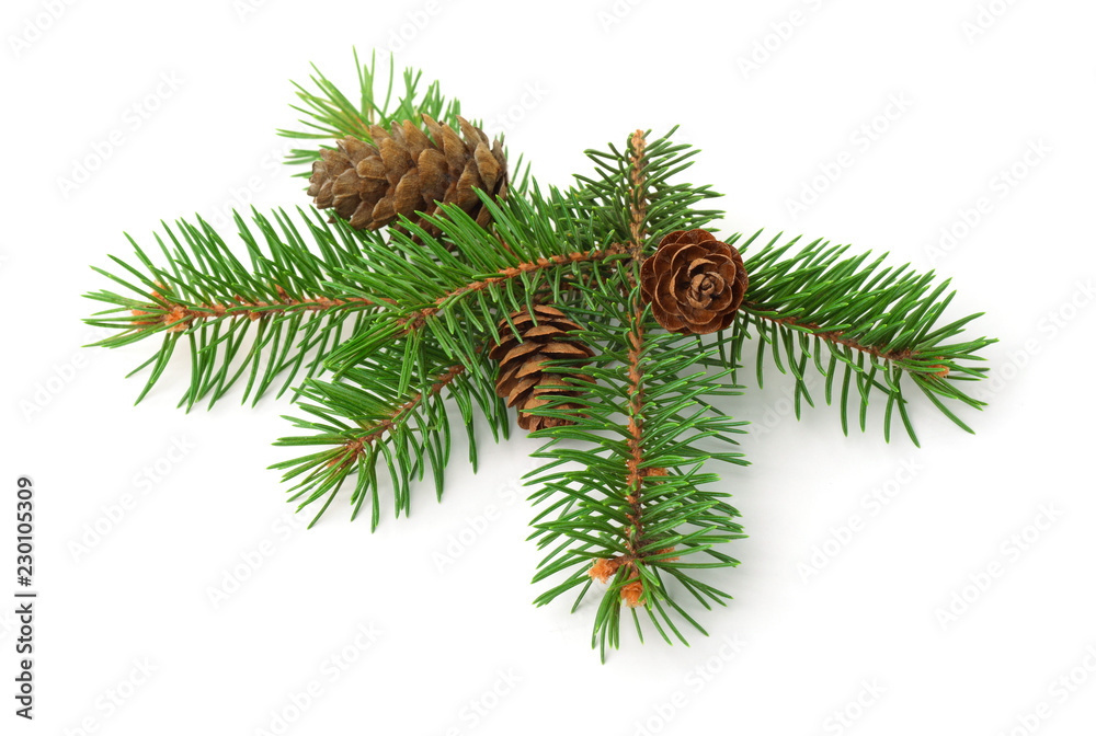 Fototapeta premium Green spruce branch with cones