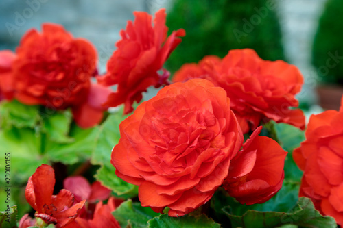 Blurred photo of a bright red roses bush surrounded by greenery. Shallow depth of field Soft focus. Bright bokeh background.