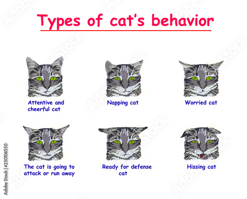 type of  cats behavior isolated on white background. Attentive and cheerful cat, 
Napping, Worried, cat is going to attack or run away, Ready for defense, Hissing cat.