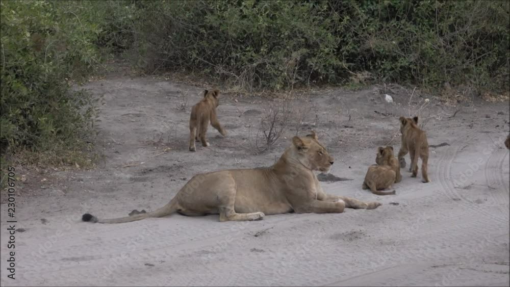 Löwenrudel  im Chobe Nationalpark, Botswana, Afirka