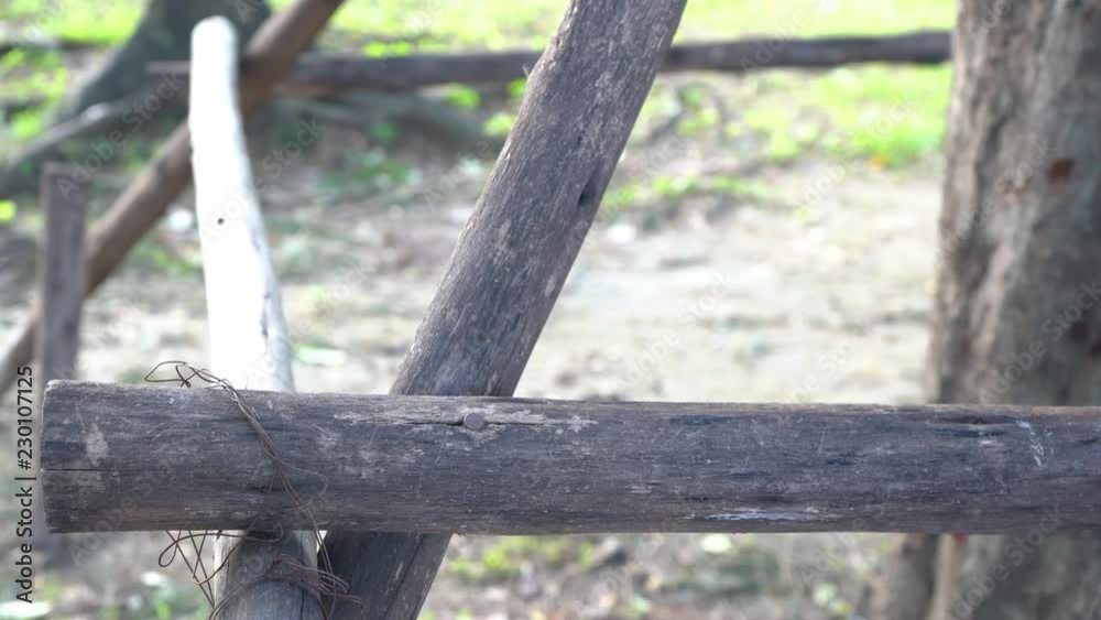 The squirrel walking find food on the timber.
The squirrel walking find food on the timber.
