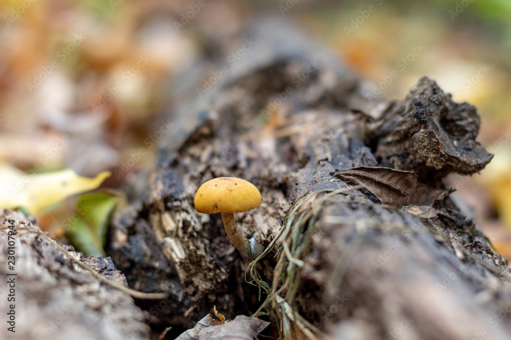 mushroom in the forest mushroom in the forest