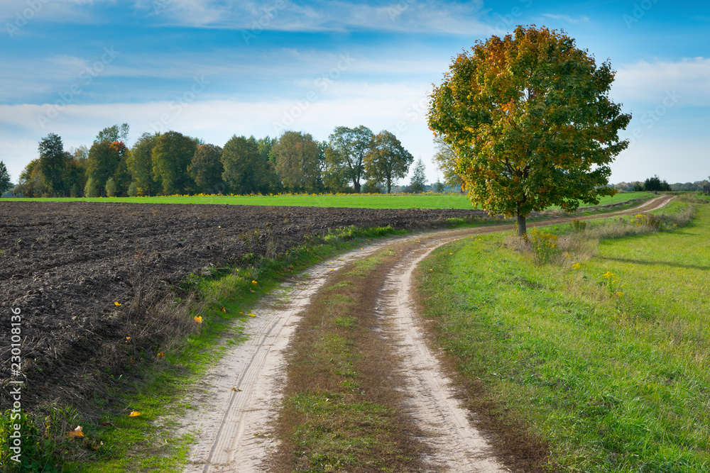 Green winding road. Masuria, Poland.
