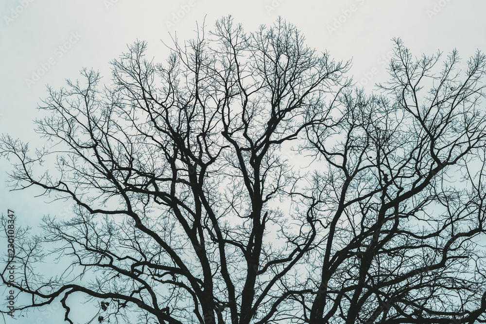 silhouette of a tree silhouette of a tree