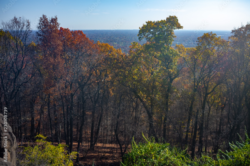 Naklejka premium trees in autumn