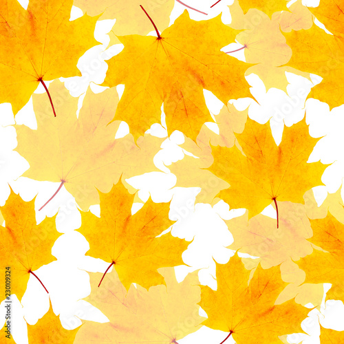 Autumn yellow maple leaf seamless pattern on white background. fabric texture