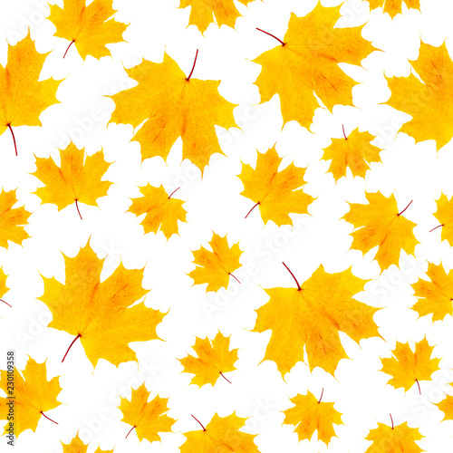 Autumn yellow maple leaf seamless pattern isolated on white background. fabric texture
