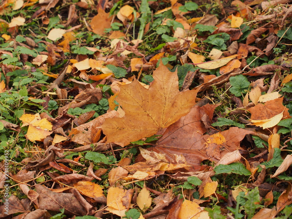 Yellow autumn maple leaf lies on the ground. Yellow autumn maple leaf lies on the ground.