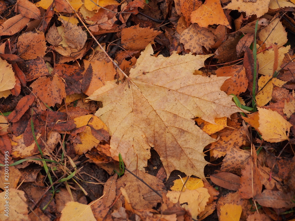 Yellow autumn maple leaf lies on the ground. Yellow autumn maple leaf lies on the ground.