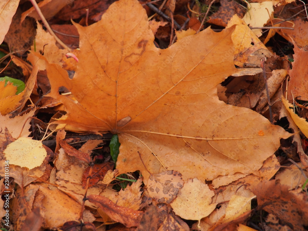 Yellow autumn maple leaf lies on the ground.
