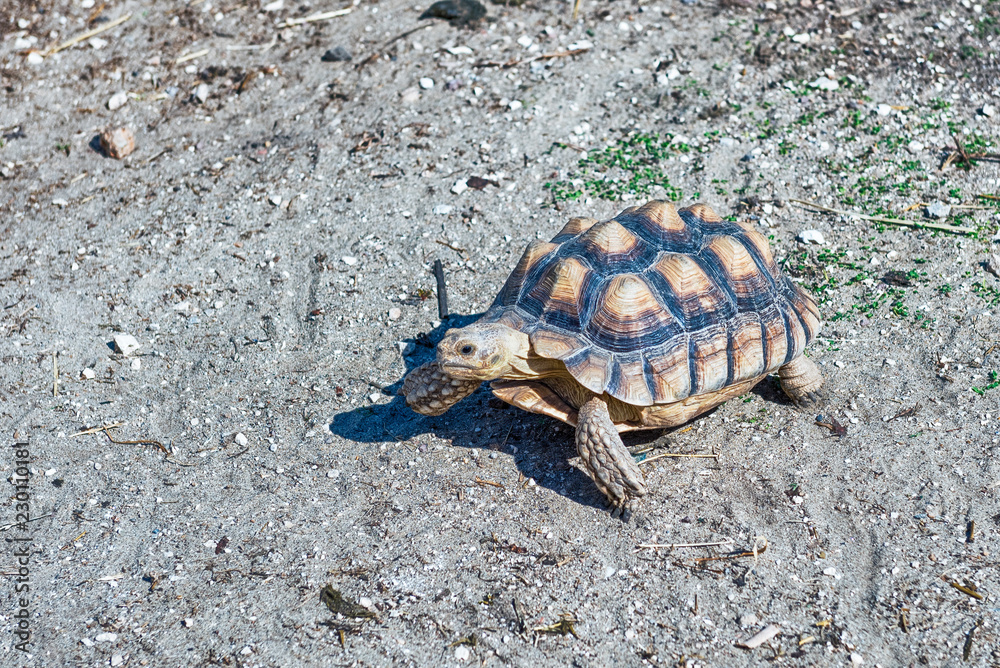 Obraz premium African spurred tortoise aka sulcata tortoise walking in the garden