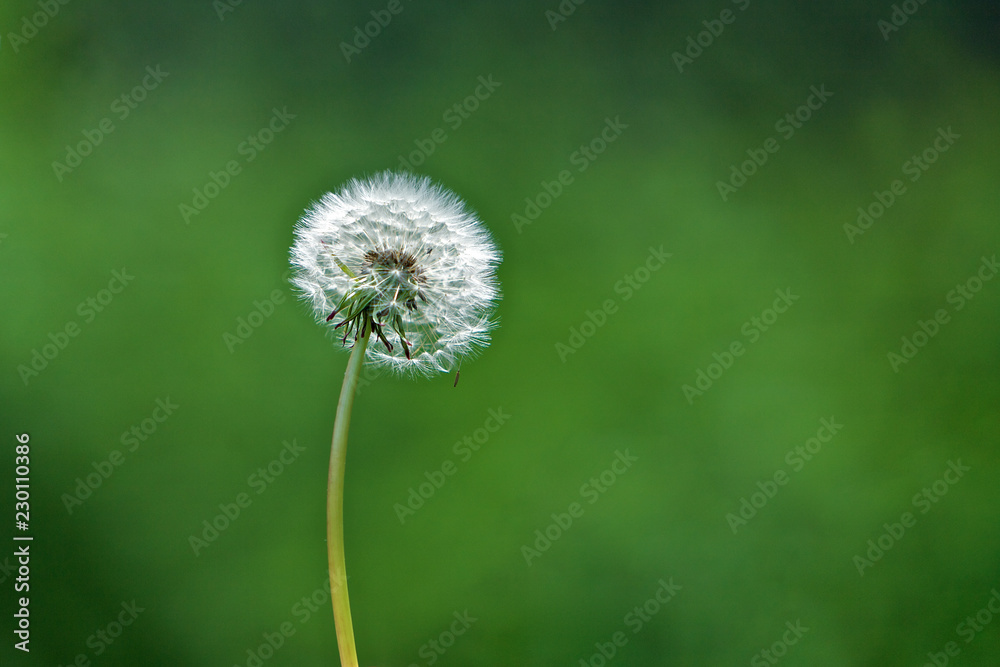 Dandelion, nature