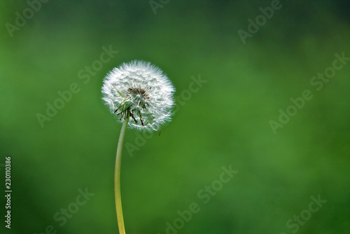 Obraz na płótnie Dandelion, nature w salonie