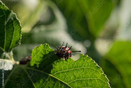 Macro Variegated Fritillary Caterpillar Eating Green Leaf