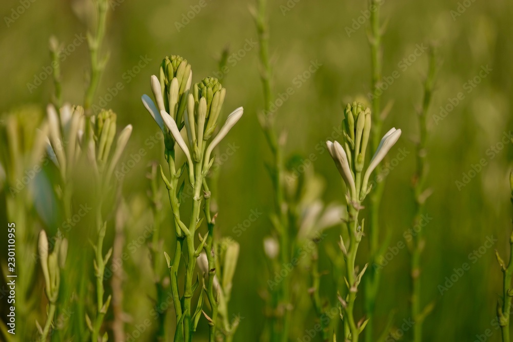 Polianthes tuberosa flower