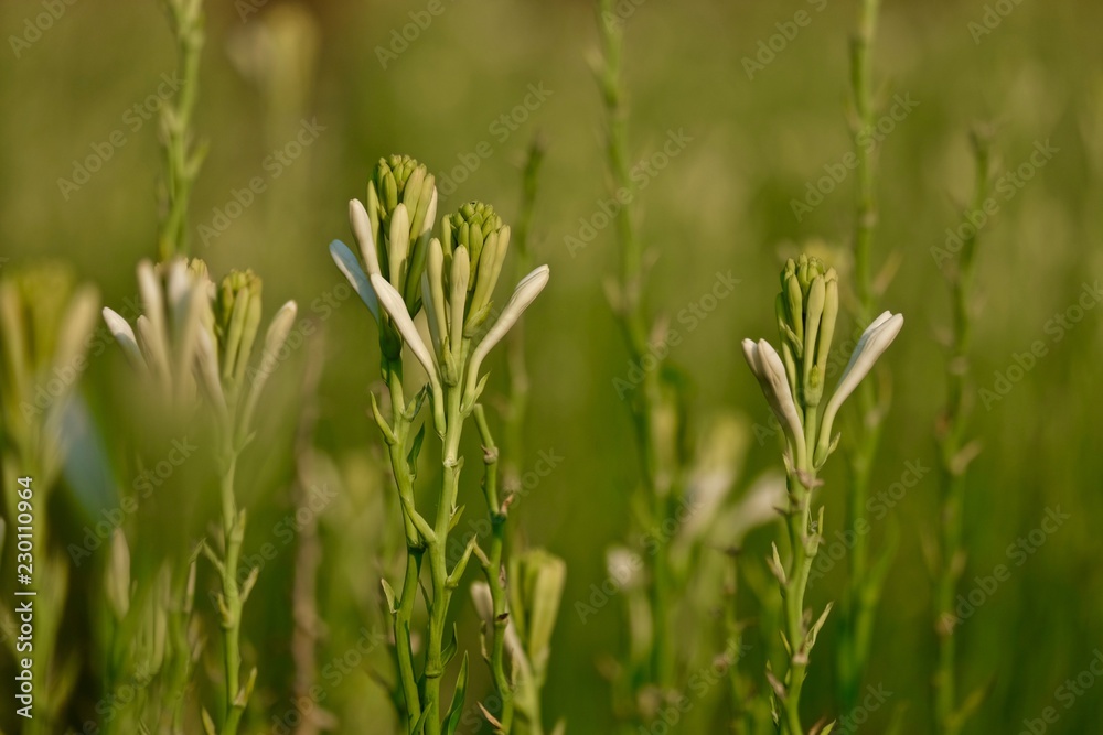 Polianthes tuberosa flower