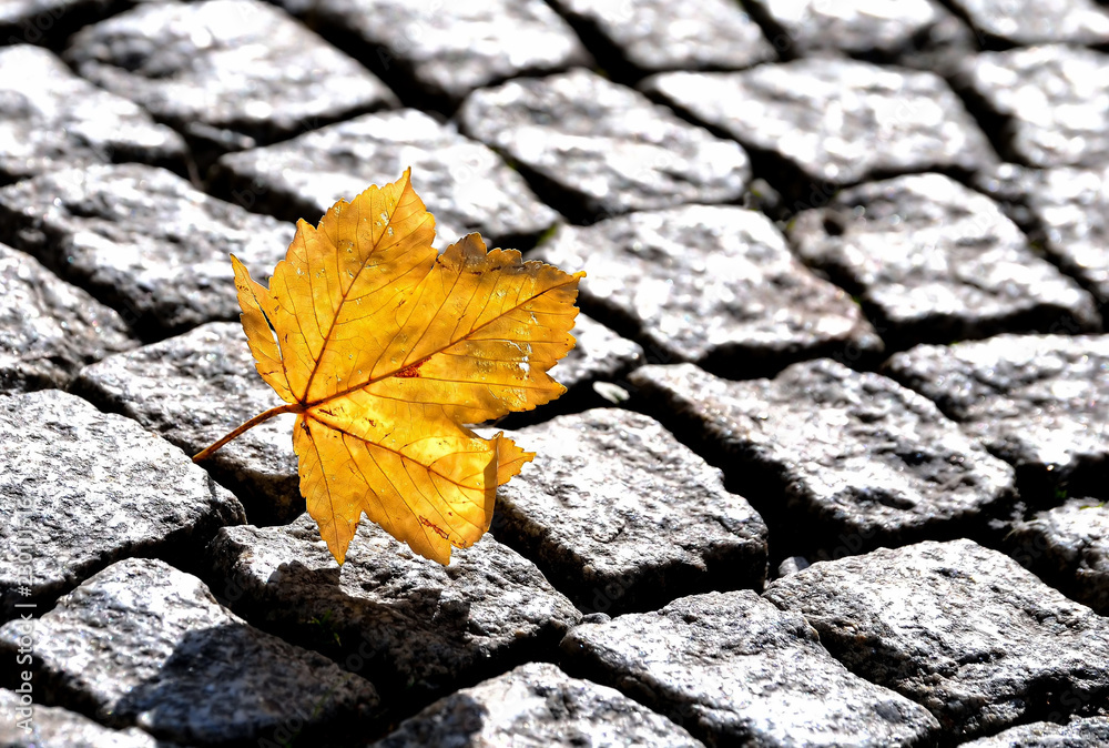 An autumn leaf between stone pavement An autumn leaf between stone pavement
