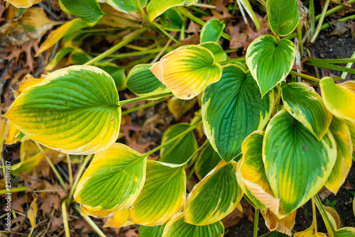 yellow green plant  autumn background